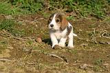 PTIT BASSET GRIFFON V.  006